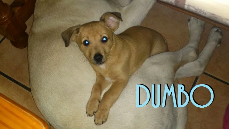 cachorros de podenco andaluz talla pequena